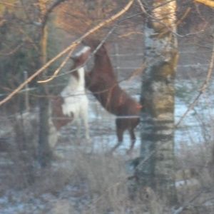 Meet your Posher, Ann